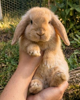 Cucciolo coniglio ariete nano maschip