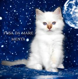 Cucciolo sacro di Birmania chocolate tabby point