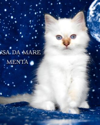 Cucciolo sacro di Birmania chocolate tabby point