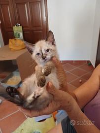 Pelosetta dolcissima