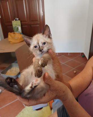 Pelosetta dolcissima