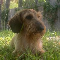 Bassotto kaninchen a pelo duro pedigree ENCI