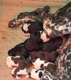 Kurzhaar (bracco tedesco)