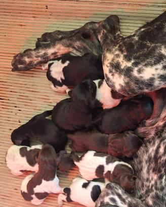 Kurzhaar (bracco tedesco)