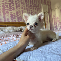 Chihuahua cucciole femmine 4 mesi Pedigree Enci