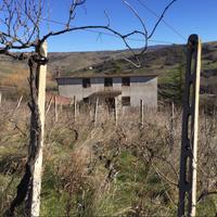 Villa con vigna e 2 dependance in Grancia