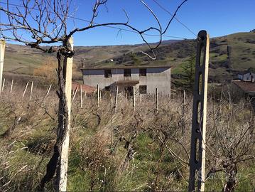 Villa con vigna e 2 dependance in Grancia