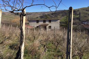 Villa con vigna e 2 dependance in Grancia