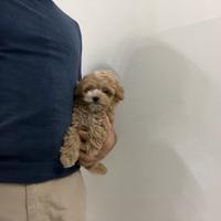 Maltipoo mini toy ( barboncino maltese ) disponib