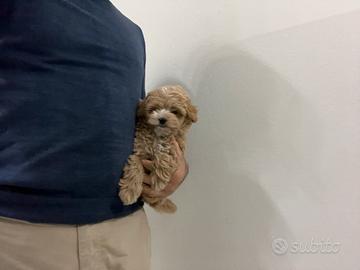 Maltipoo mini toy ( barboncino maltese ) disponib