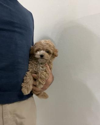 Maltipoo mini toy ( barboncino maltese ) disponib