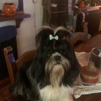 Disponibile per monta