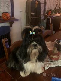 Disponibile per monta