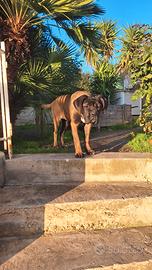 Cane Corso