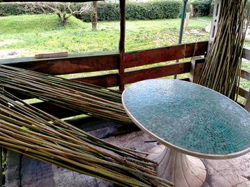 Canne d'india bamboo bambu per orto(0,50centesimi)