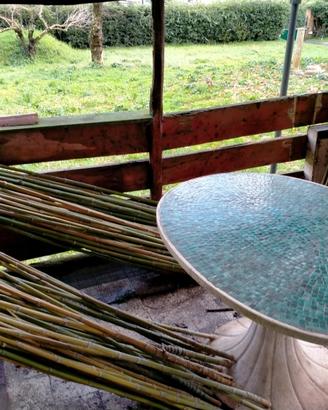 Canne d'india bamboo bambu per orto(0,50centesimi)
