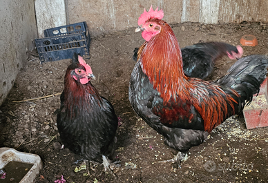 Galline marans e galli