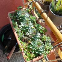 vado di piante grasse miste perfette per casa