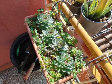 vado di piante grasse miste perfette per casa