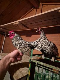 Galline sebright