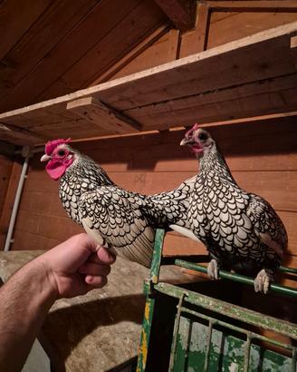 Galline sebright