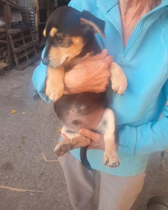 Cucciolo