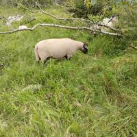 Vendita pecora suffolk