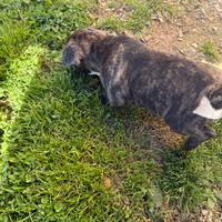 Bulldog francese
