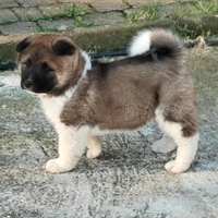 Cucciola akita americano