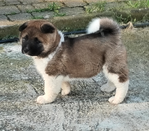 Cucciola akita americano