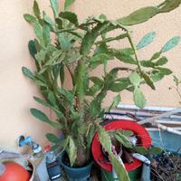 Pianta grassa – gratis