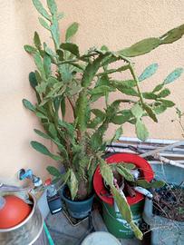 Pianta grassa – gratis