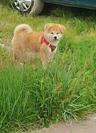 Akita
