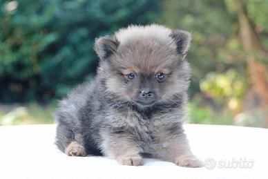 Cucciola di Volpino di Pomerania