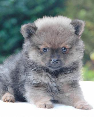 Cucciola di Volpino di Pomerania