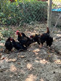 Coppie Marans nero