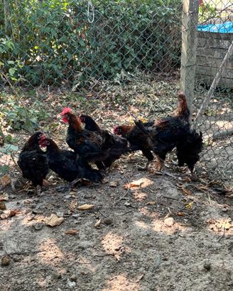 Coppie Marans nero