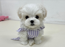 cucciolo-di-maltese