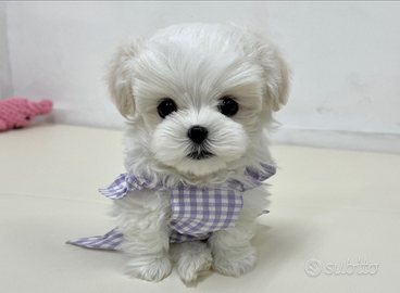 Cucciolo di maltese