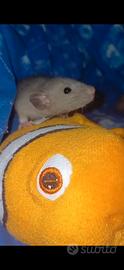 Ratti da compagnia