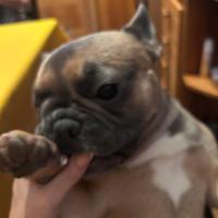 Bouledogue francese