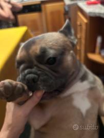 Bouledogue francese