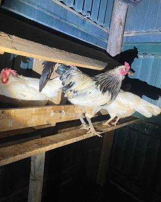 Gallo Sussex