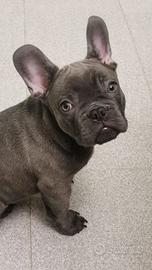 Bulldog francese