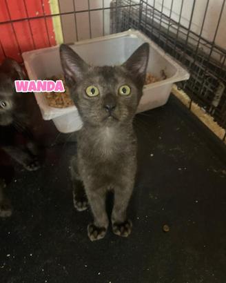 Wanda e Nami gattine di tre mesi