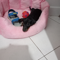 Cucciolo di Pinscher toy