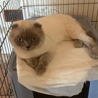 Scottish Fold per accoppiamento