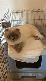 Scottish Fold per accoppiamento