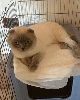 Scottish Fold per accoppiamento
