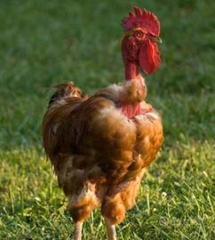 Gallo collo nudo